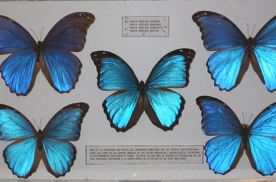 Museo de las mariposas
